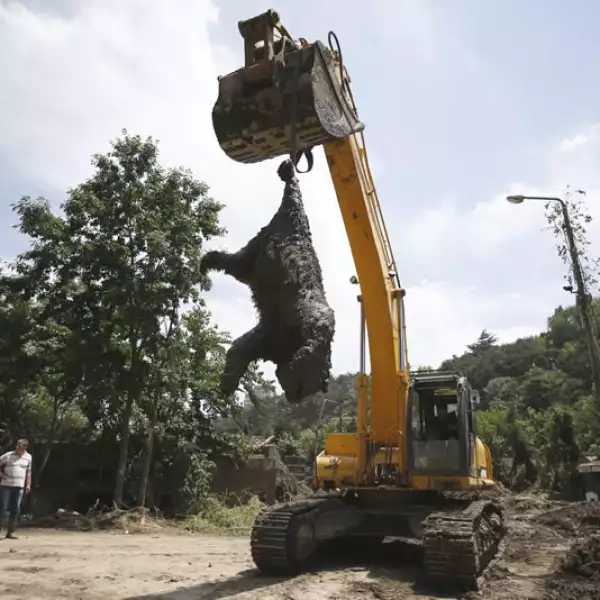 Oso zoologico cadaver Georgia