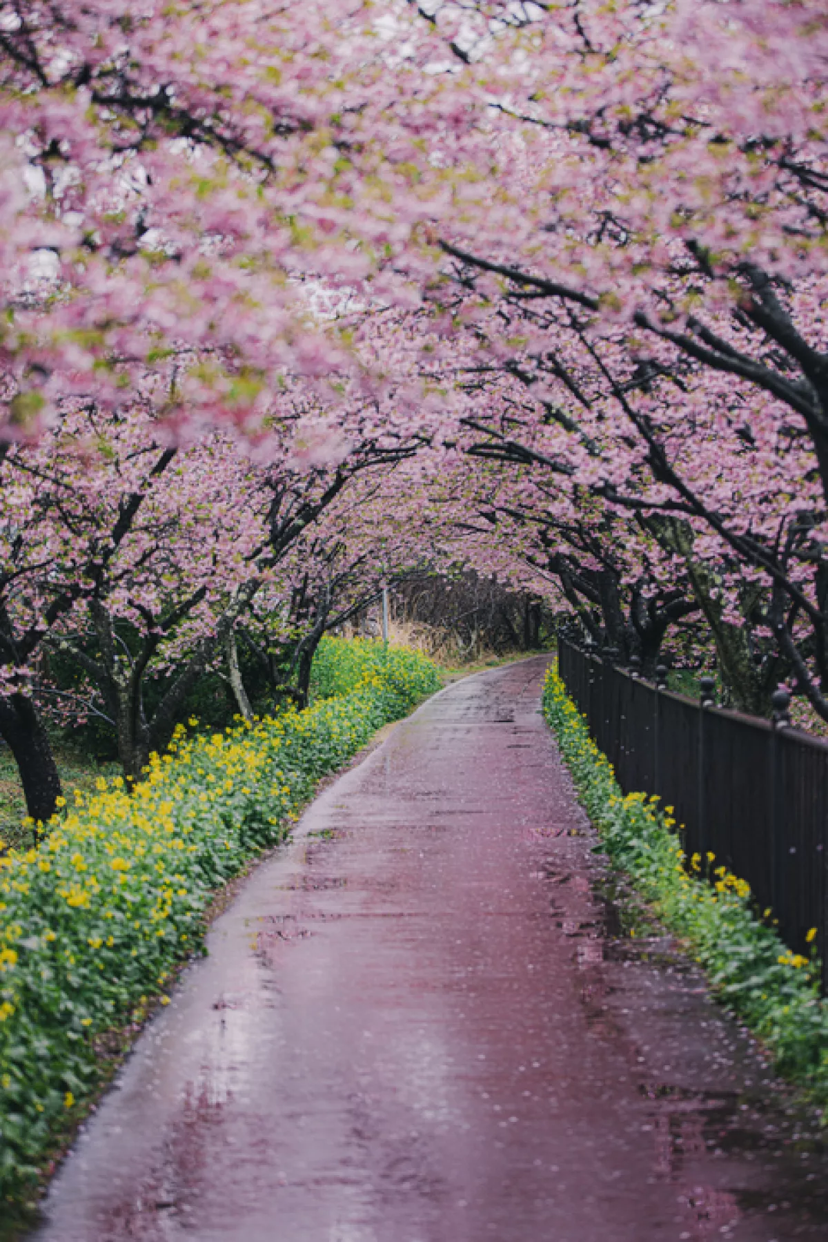 Sakura at Kawazu