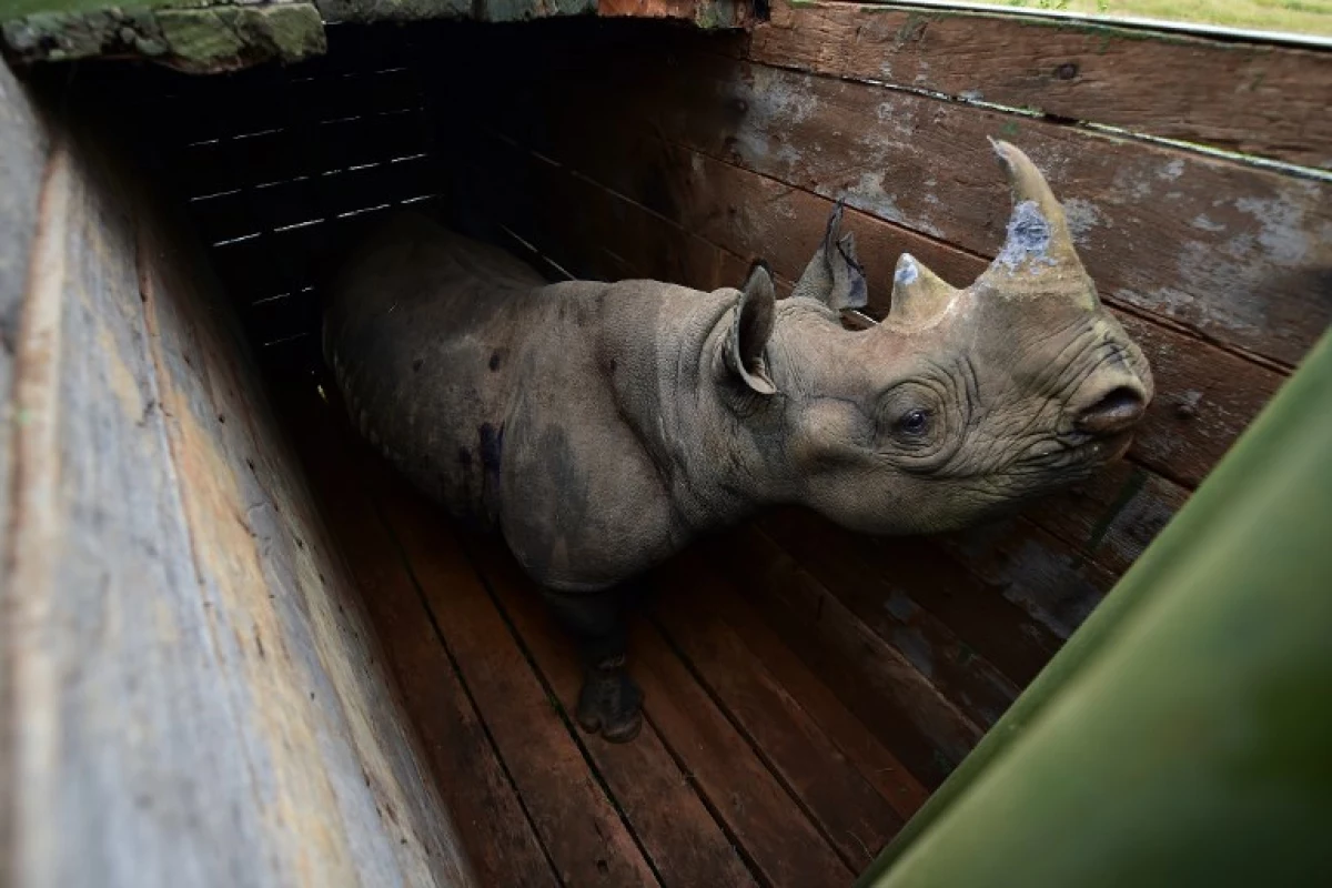 rino