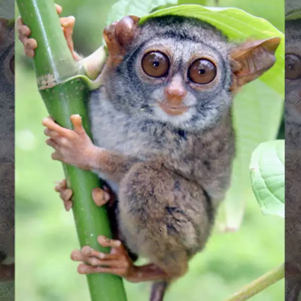 La mitad de los primates en el mundo en riesgo de extinción