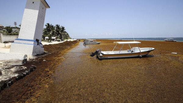 Sargazo Playas
