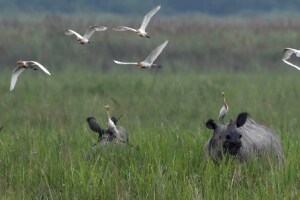 INDIA-CONSERVATION