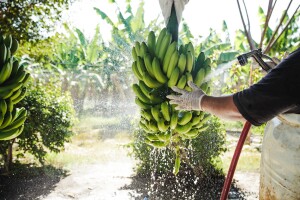 Platanos 3