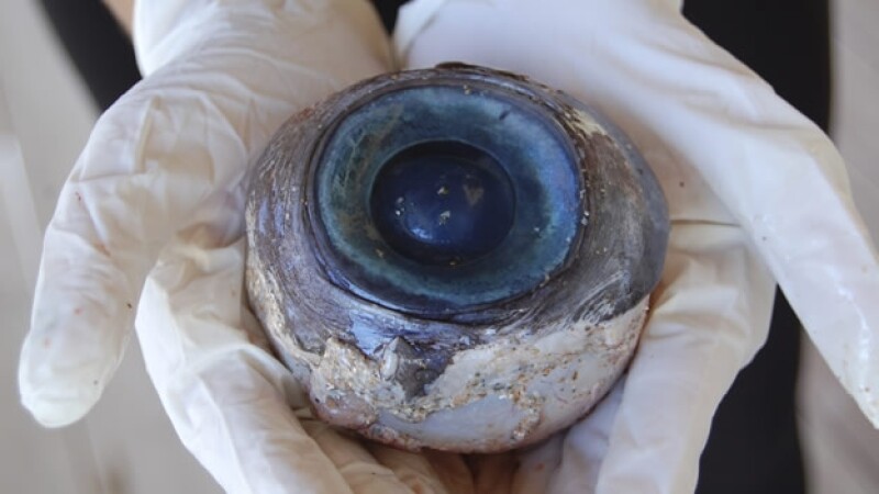 ojo_gigante