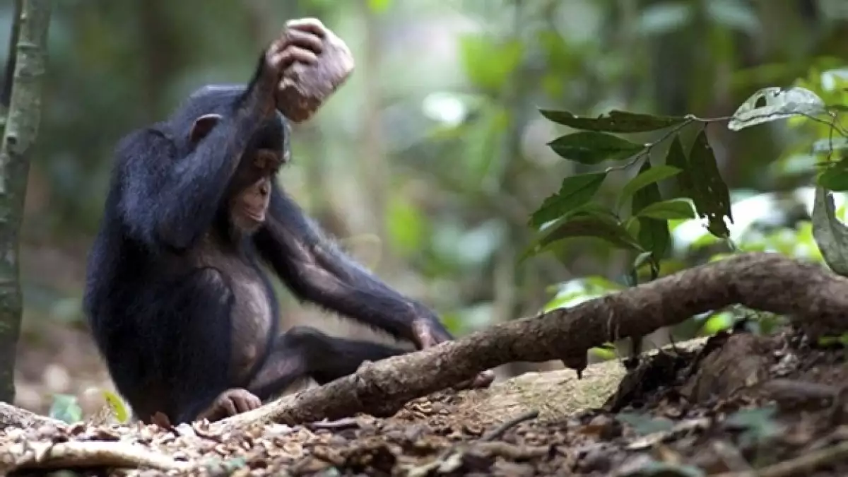 chimpancé primate especies