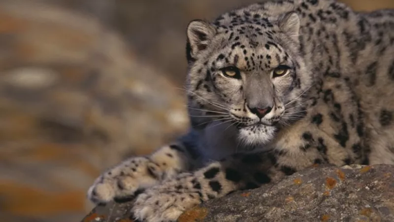 gatopardo afganistan especie felino