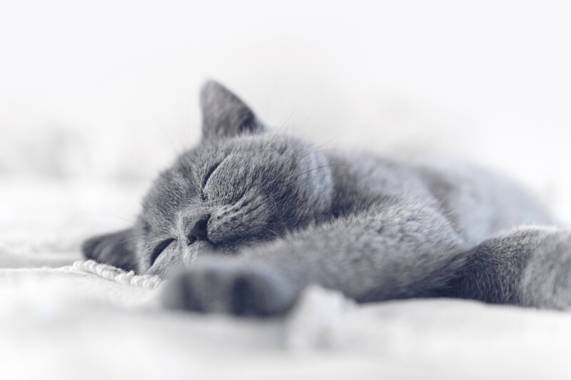 Gatos