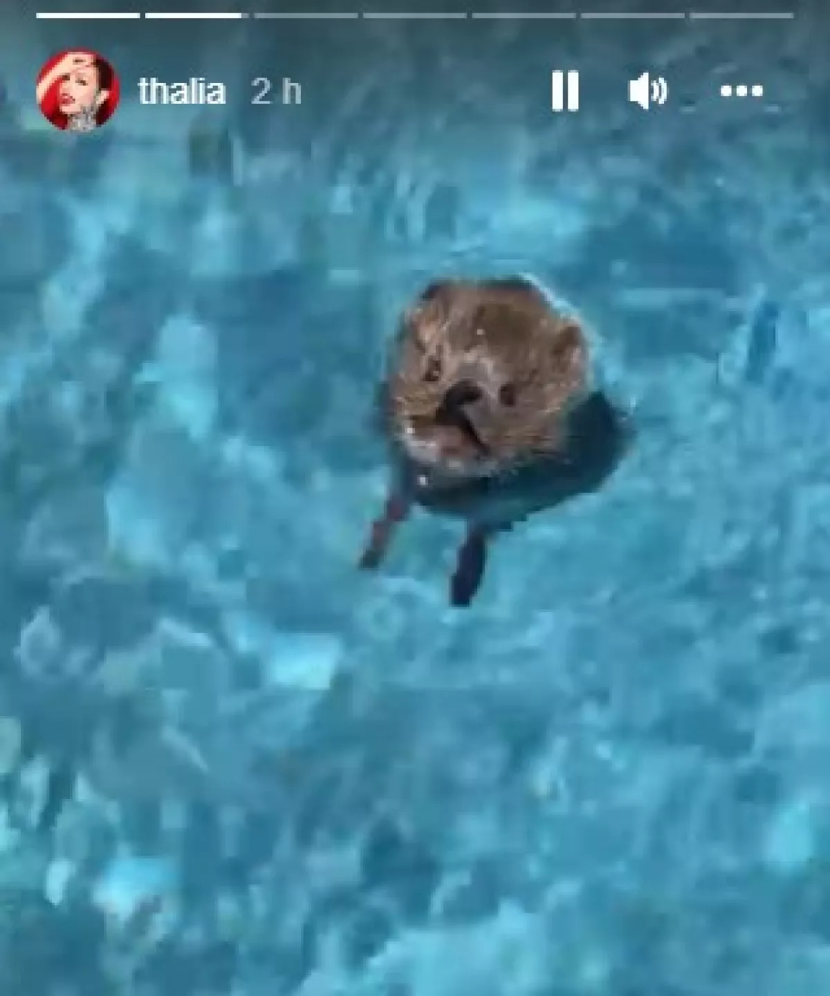 thalia