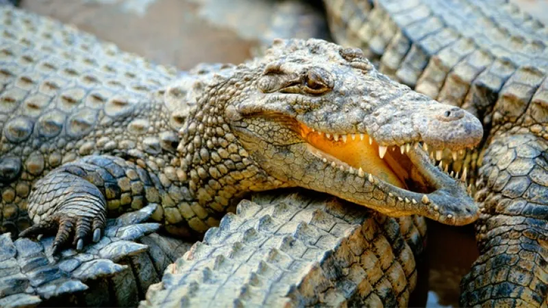 cocodrilo