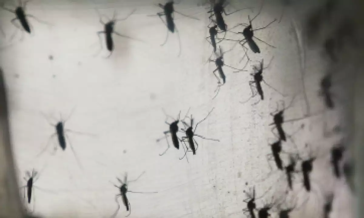 Brasil es uno de los países en los que más casos de Zika se han registrado. (Foto: Getty Images)