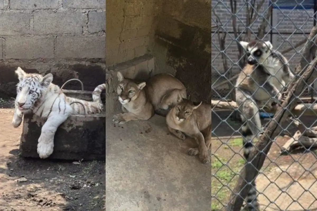 animales.jpg
