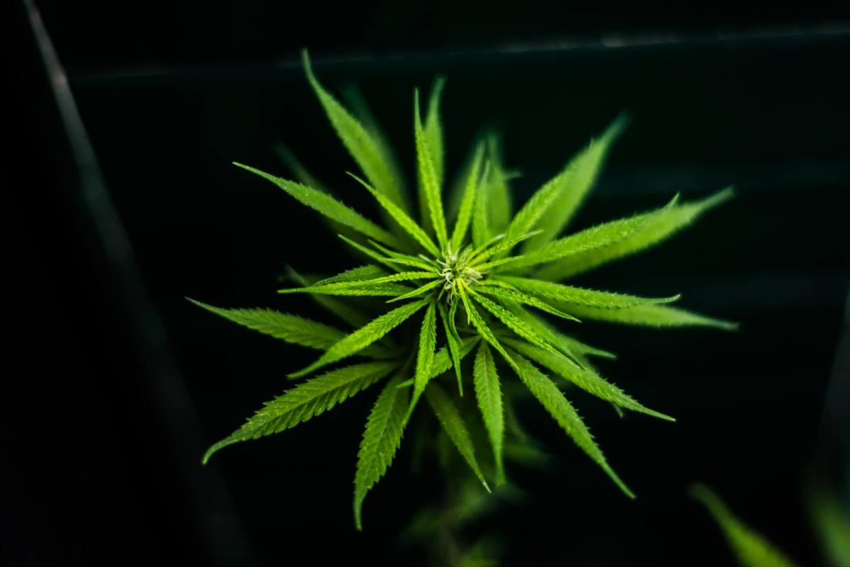 Despenalización marihuana