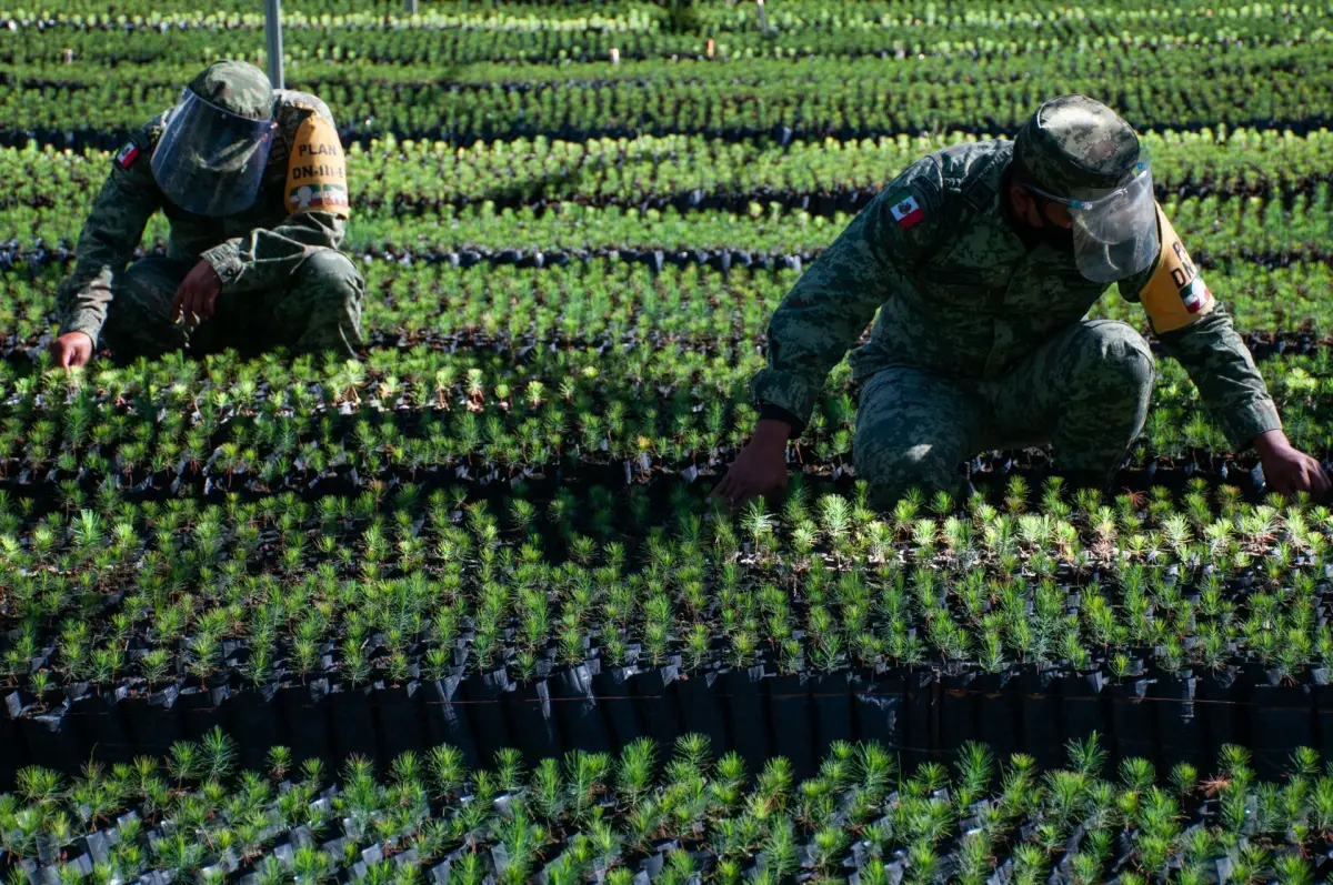 Vivero Sedena Sembrando Vida-12.jpg