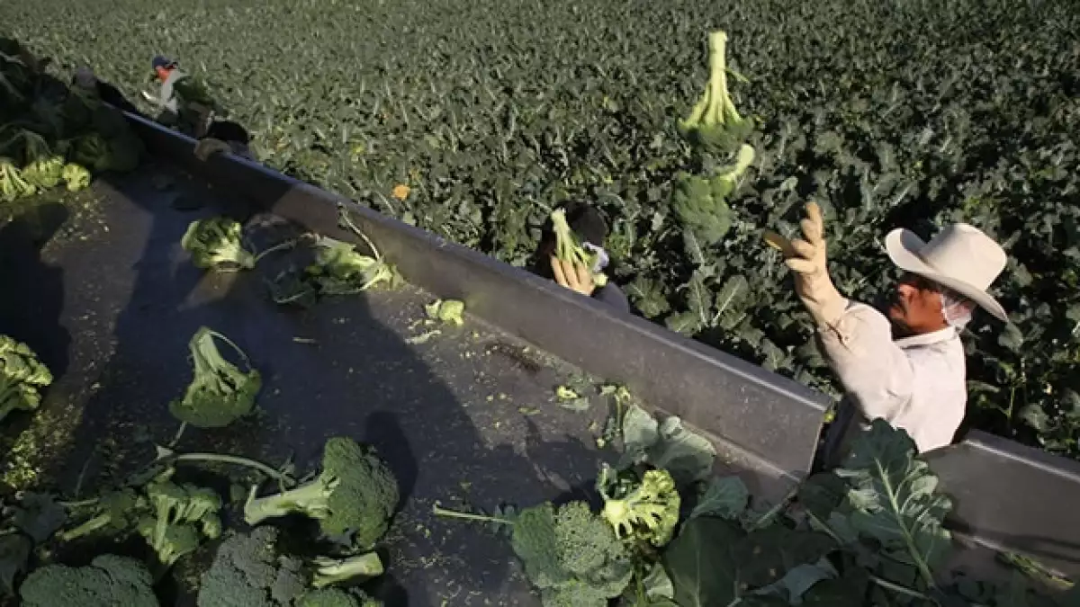 economia campo brocoli