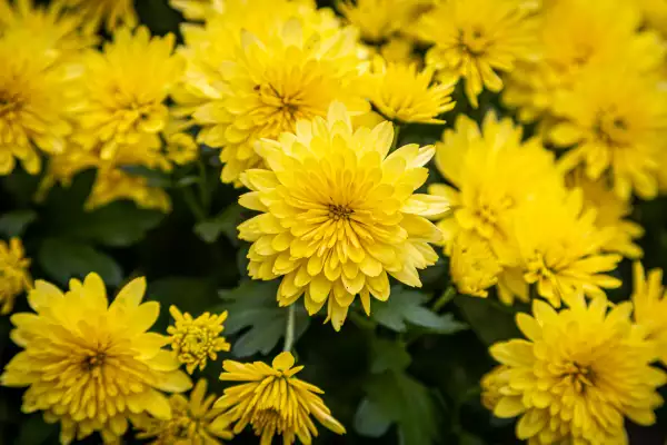 Yellow Chrysanthemum Flowers