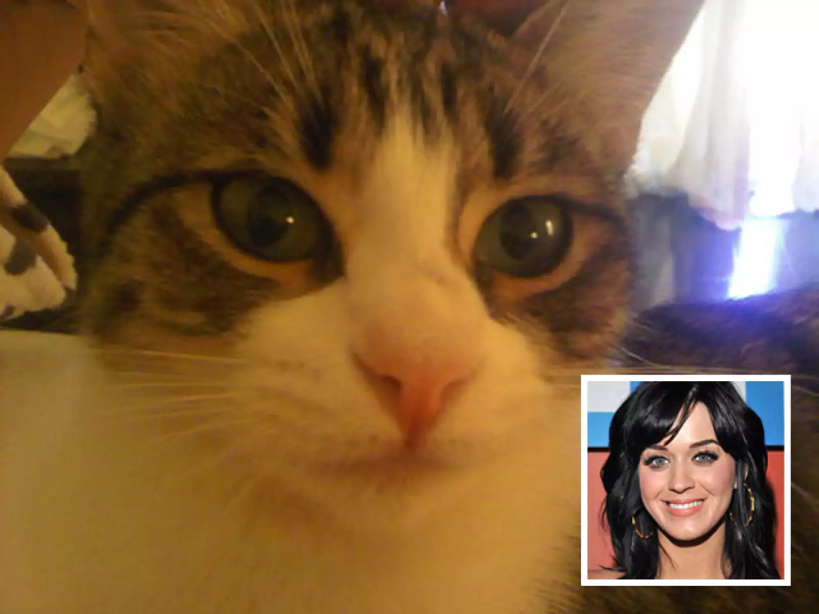 Katy Perry le tomó una foto a su gato y lo felicitó por ser su primer Año Nuevo.