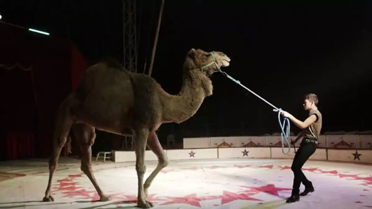 Animales en el circo