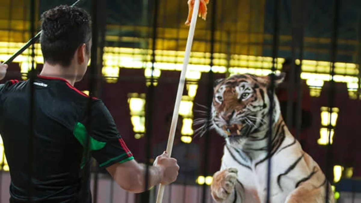 Ley contra el uso de animales en circos