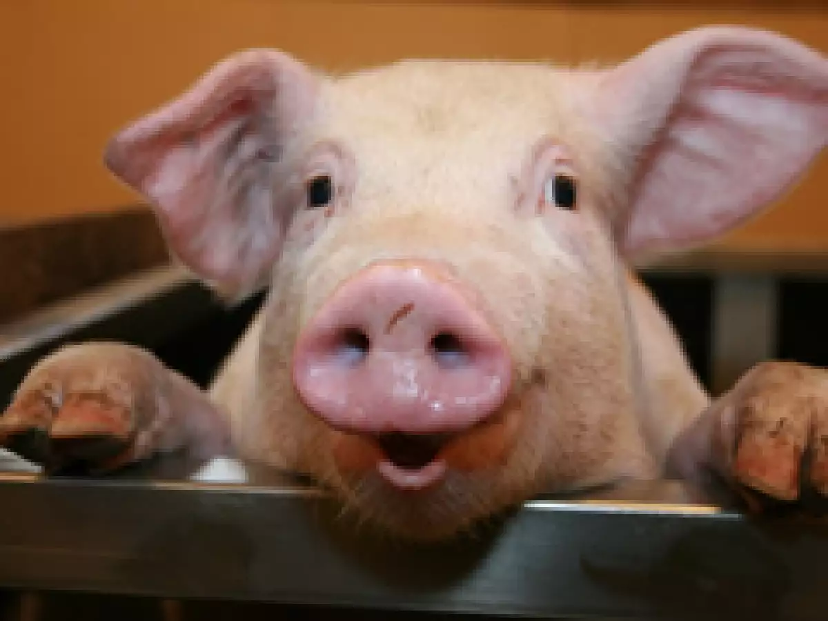 El precio promedio de un cerdo tipo semental es de 70,000 pesos (Foto: Especial)