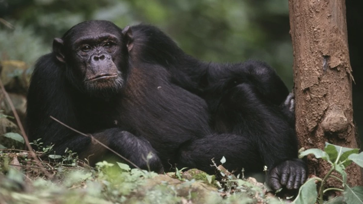 mamifero