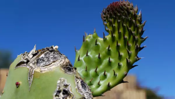 nopal_gen�rica_uno