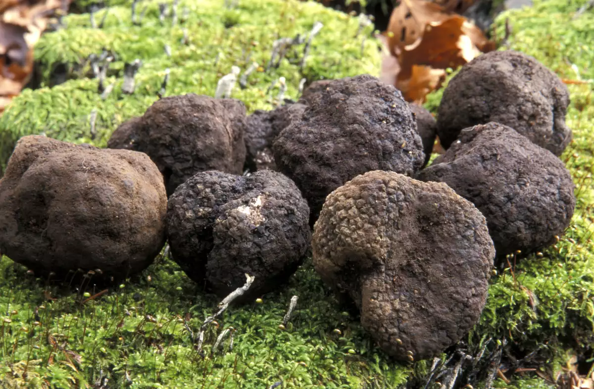 Black truffles, Italy