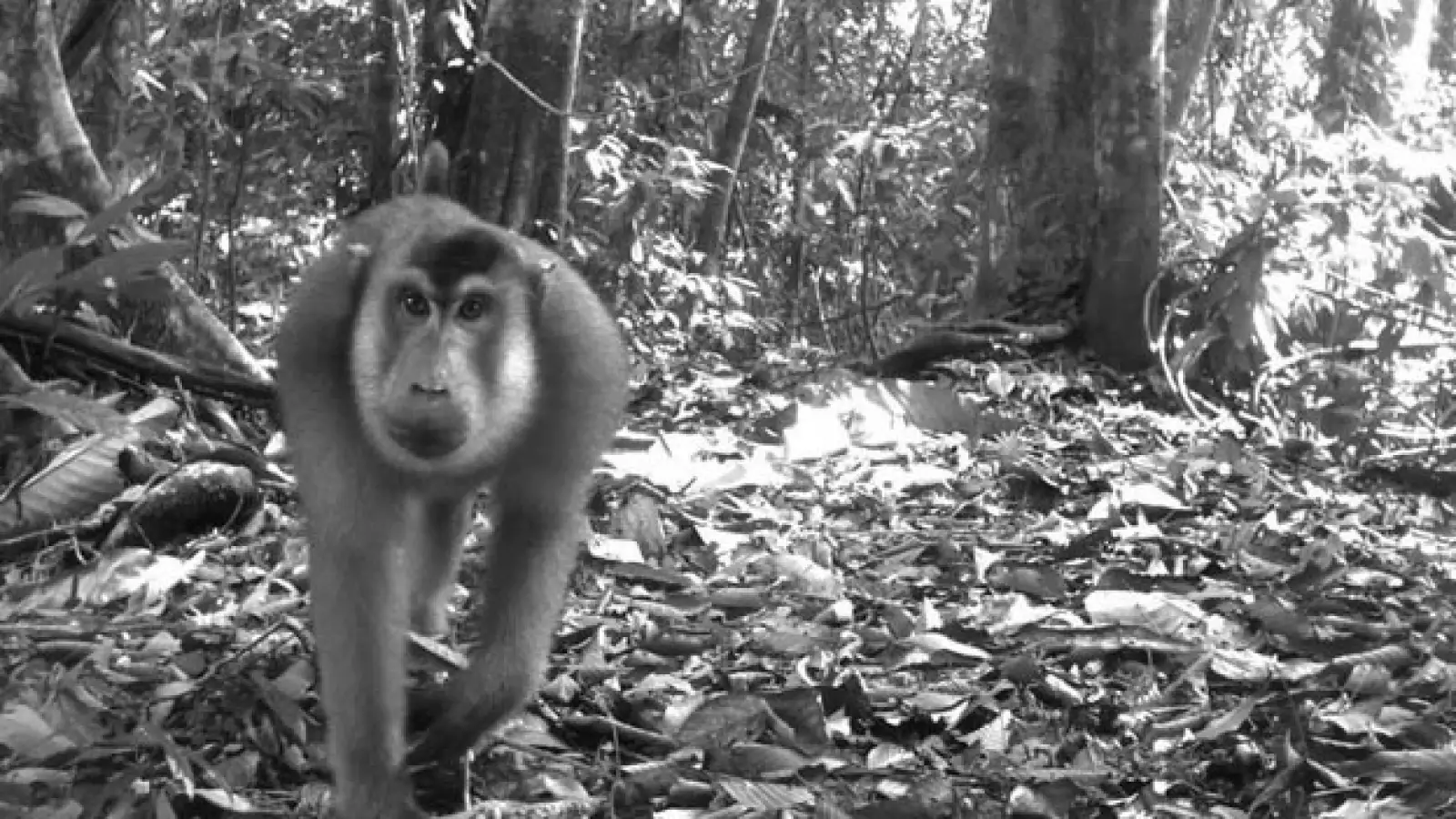 macaco cola de cerdo