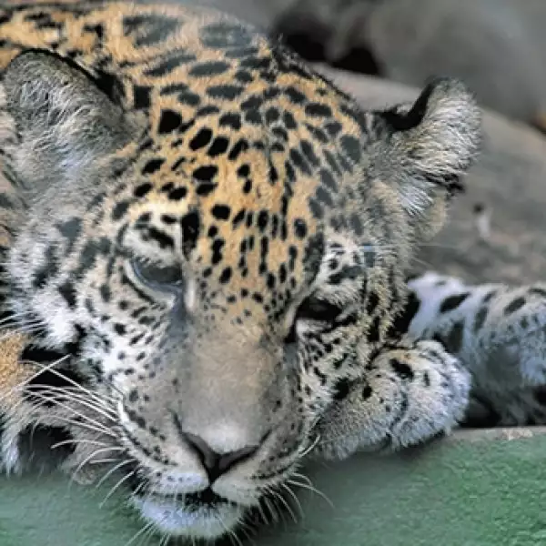 jaguar