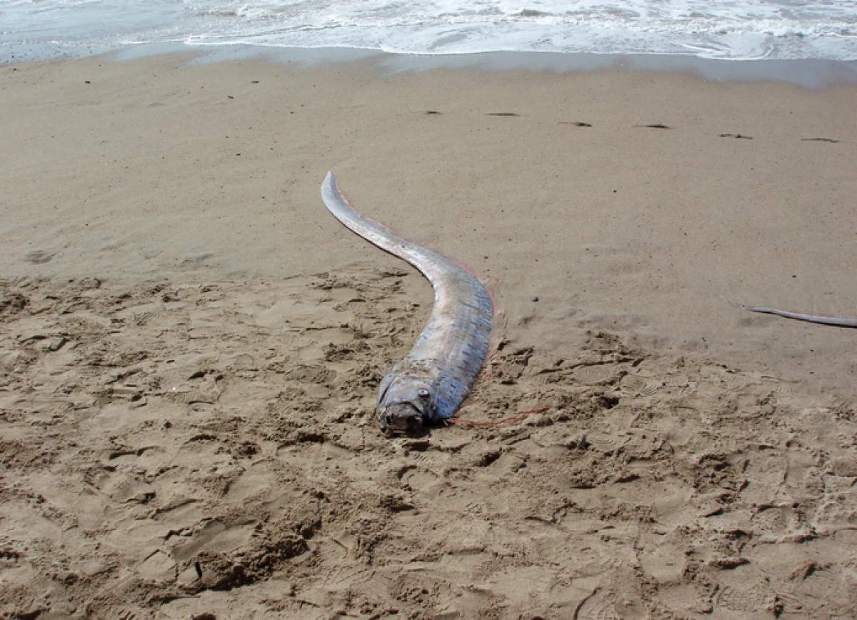 Dead Oarfish 'Sea Serpent' washes ashore on a beach in Mexico