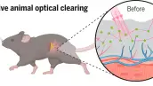 ¿Ratones invisibles? Crean pomada que hace la piel transparente