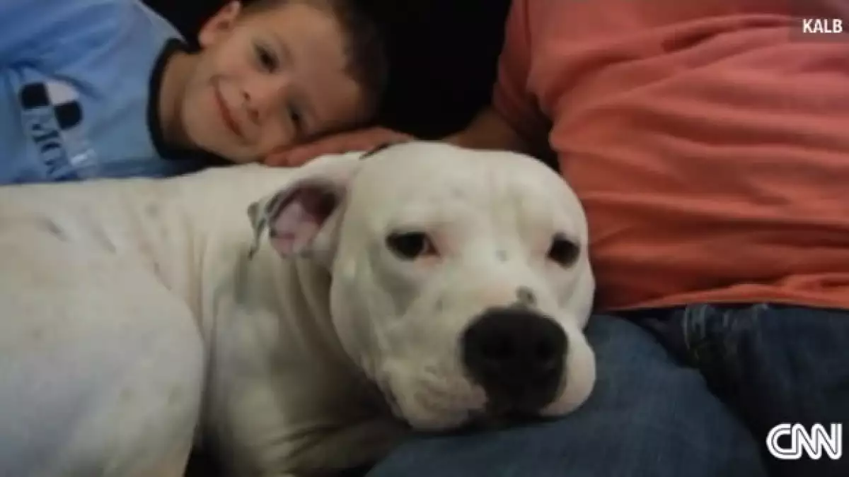 Zeus pit bull en peligro por ley en EU