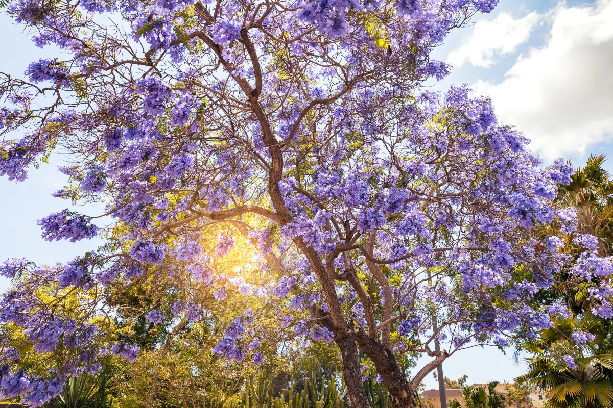 Jacaranda Tree in San Diego