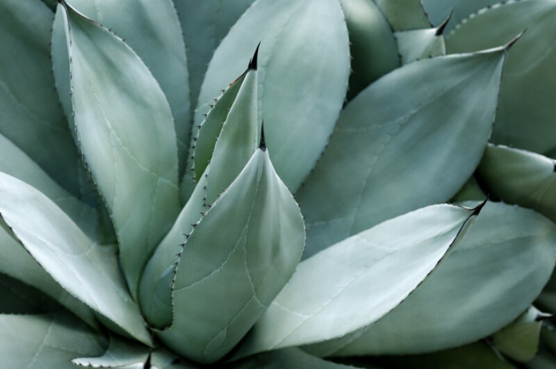 Crecimiento por agave.