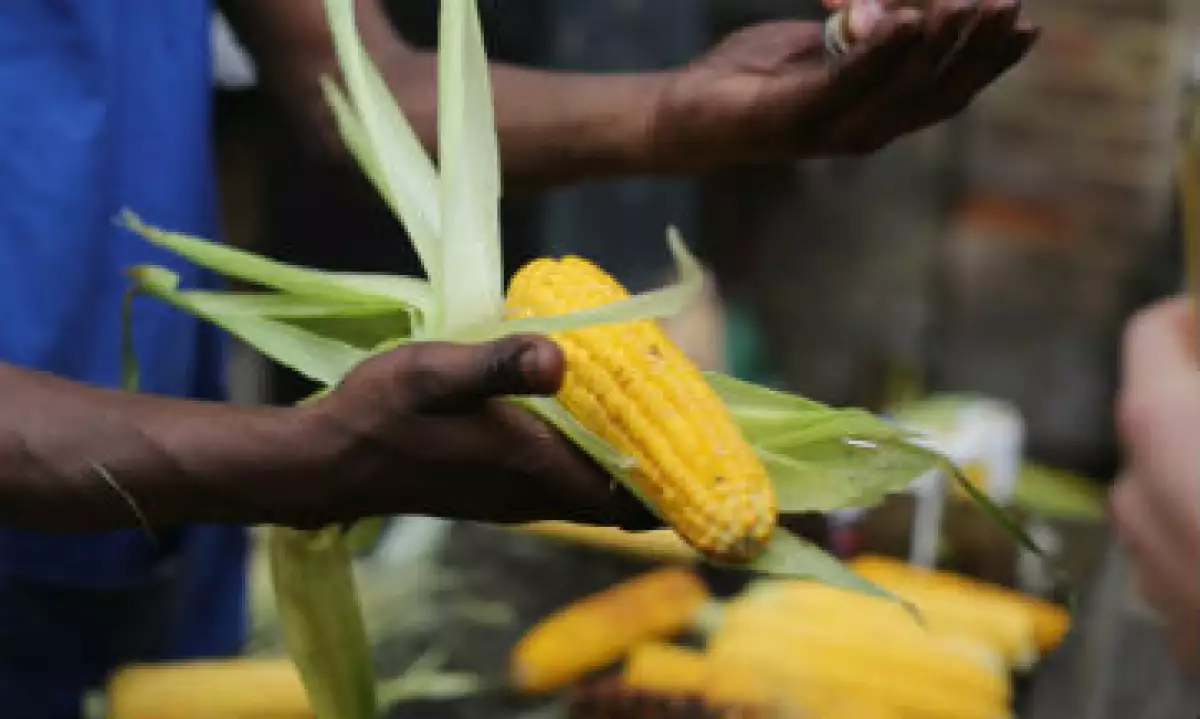 México tiene un déficit de una tercera parte del maíz que consume su población.(Foto: GettyImages/Archivo )