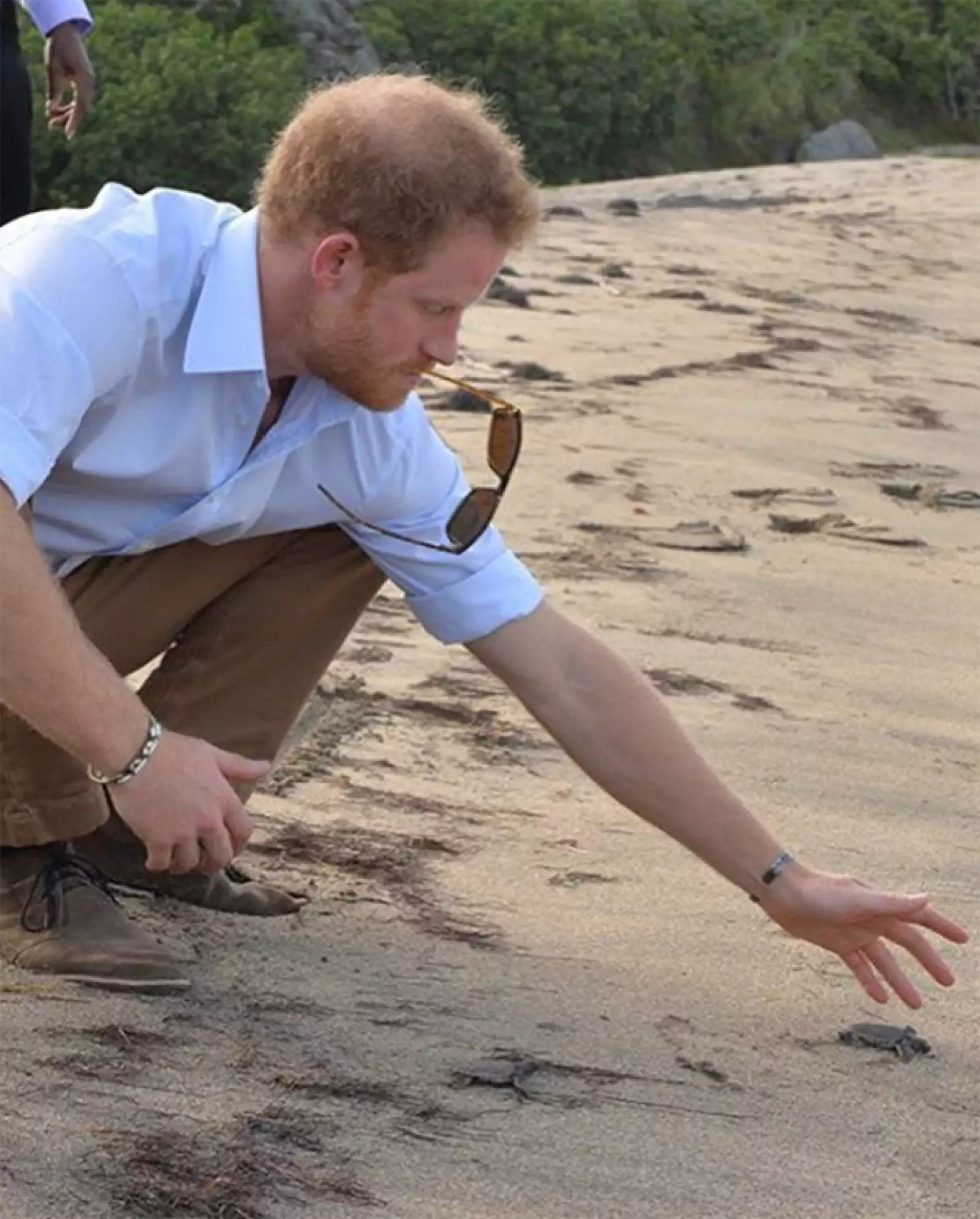 Harry liberando tortugas