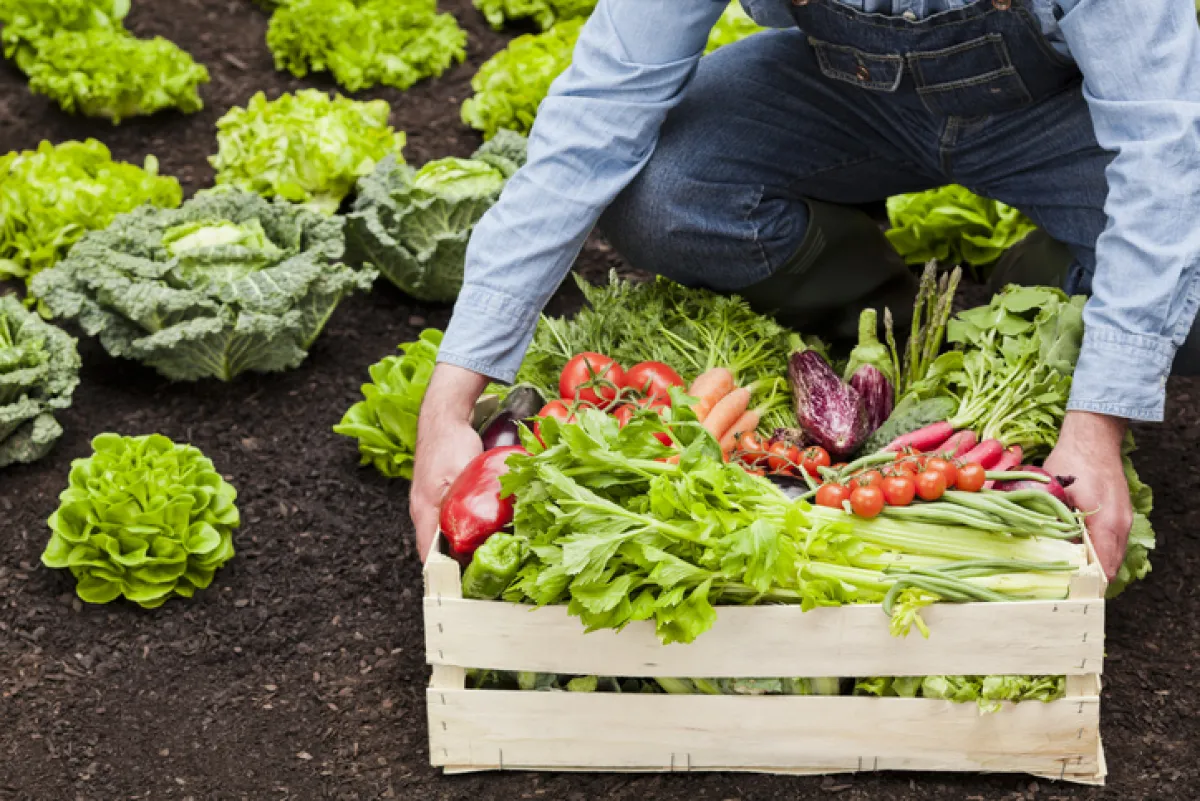 Organic food