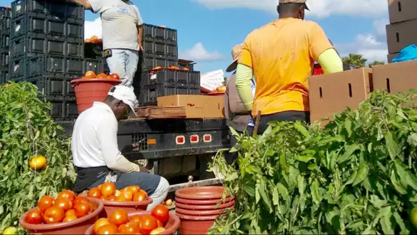 Así impacta a México el nuevo impuesto al jitomate en Estados Unidos