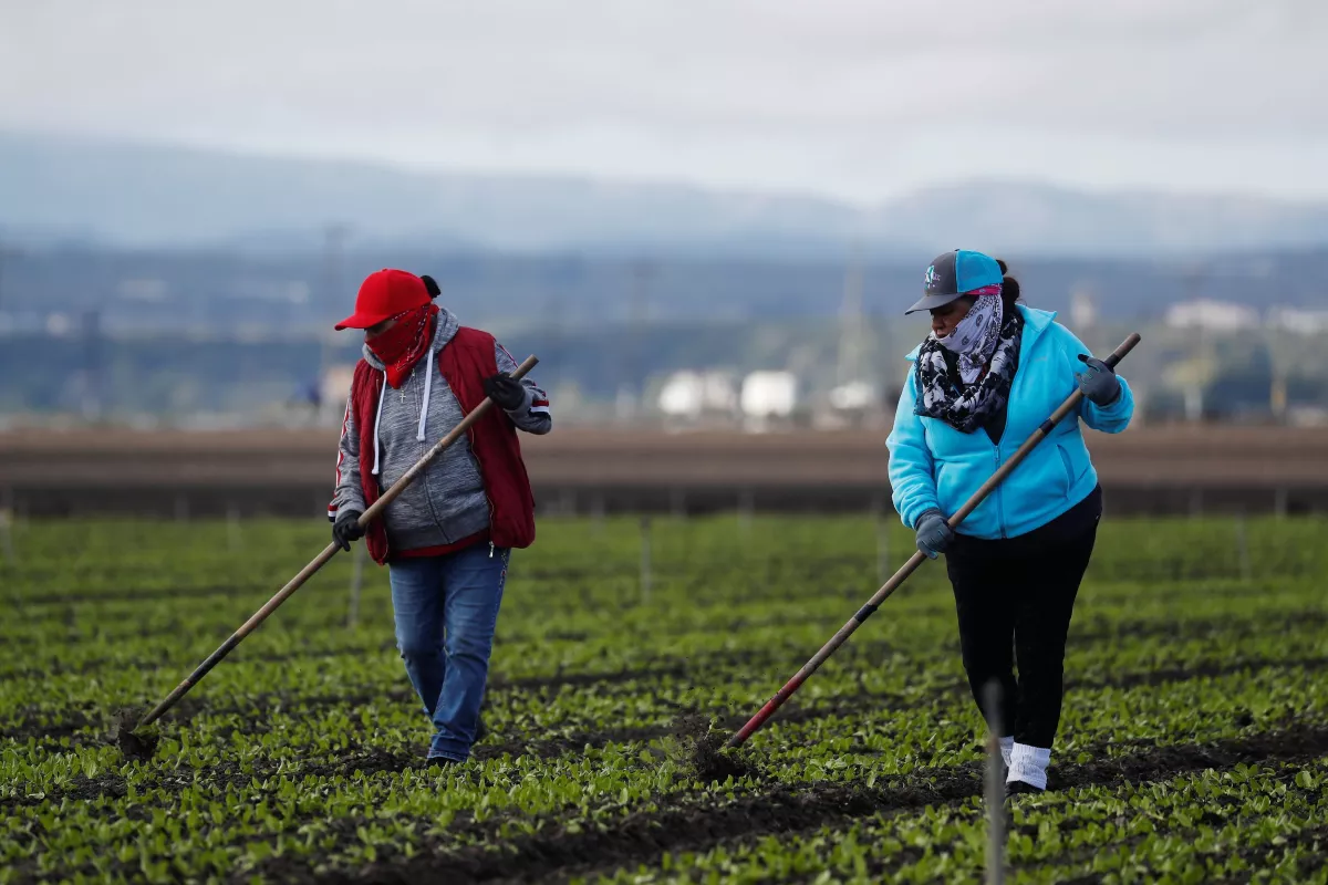 Trabajadoras mexicanas en Salinas, California