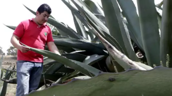 maguey pulquero