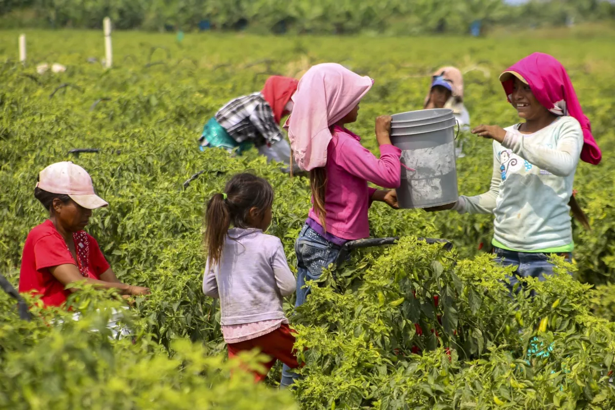 COAGUAYANA, MICHOACÁN, 26ABRIL2015.- Niños y jóvenes jornaleros trabajan en la pisca por 50 pesos al día aproximadamente, algunos de ellos provienen junto con sus familias de otros estados de la republica como Guerrero, Oaxaca y Chiapas, teniendo que soportar varias horas de trabajo para asi poder sobrevivir el día a día.
FOTO: JUAN JOSÉ ESTRADA SERAFÍN /CUARTOSCURO.COM