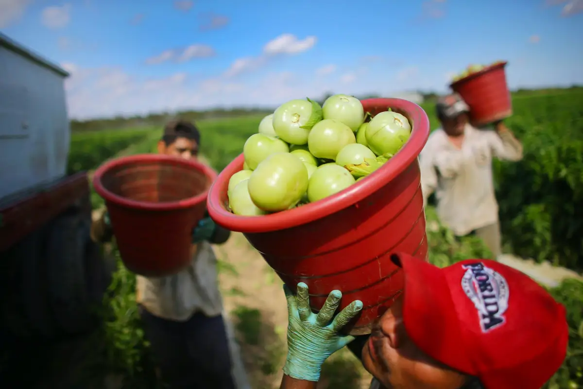 Trabajadores agrícolas transportan cubetas con tomates verdes recién cosechados en un campo de cultivo.