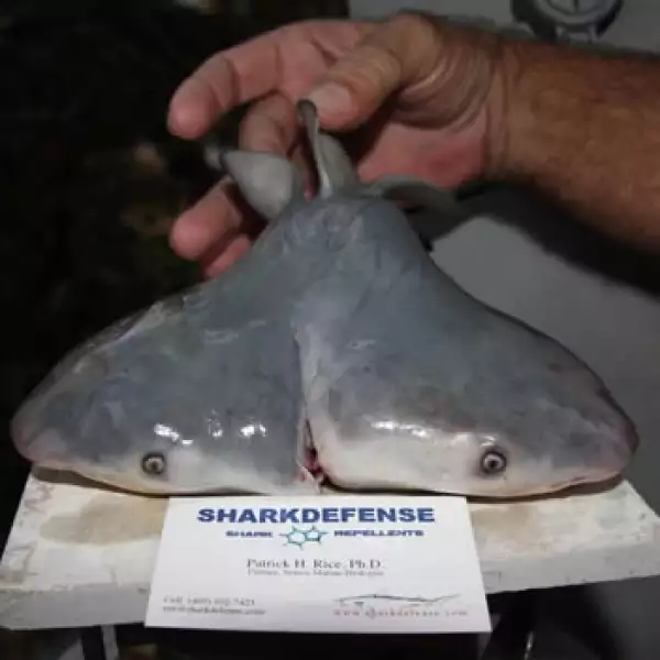 Feto de tiburón con dos cabezas