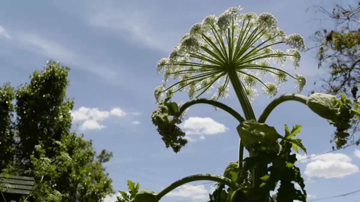 perejil gigante
