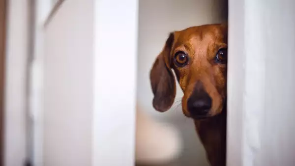 ¿Los eclipses afectan a los animales? Estos son los efectos