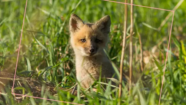 fur free elle internacional
