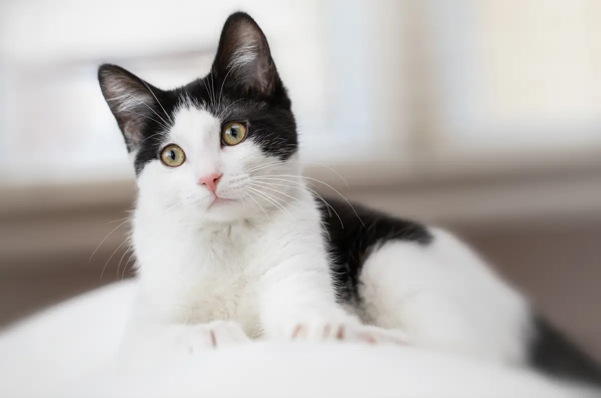 que-es-leucemia-felina