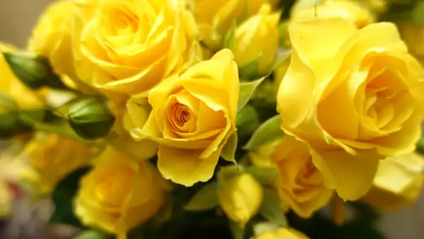 ¿Por qué se regalan flores amarillas el 21 de septiembre? Este es su significado