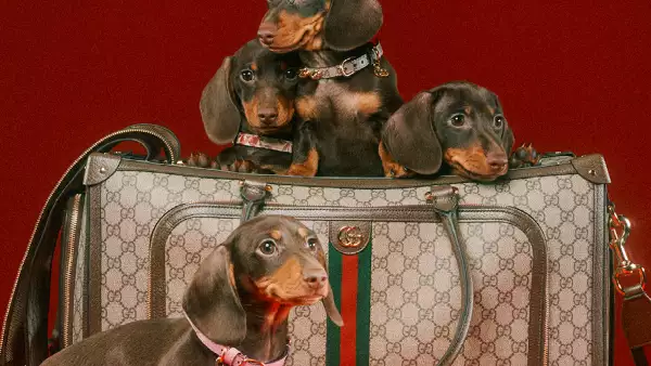 GucciPet.jpg