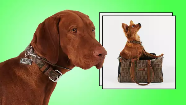 PetFendi_destacada.jpg