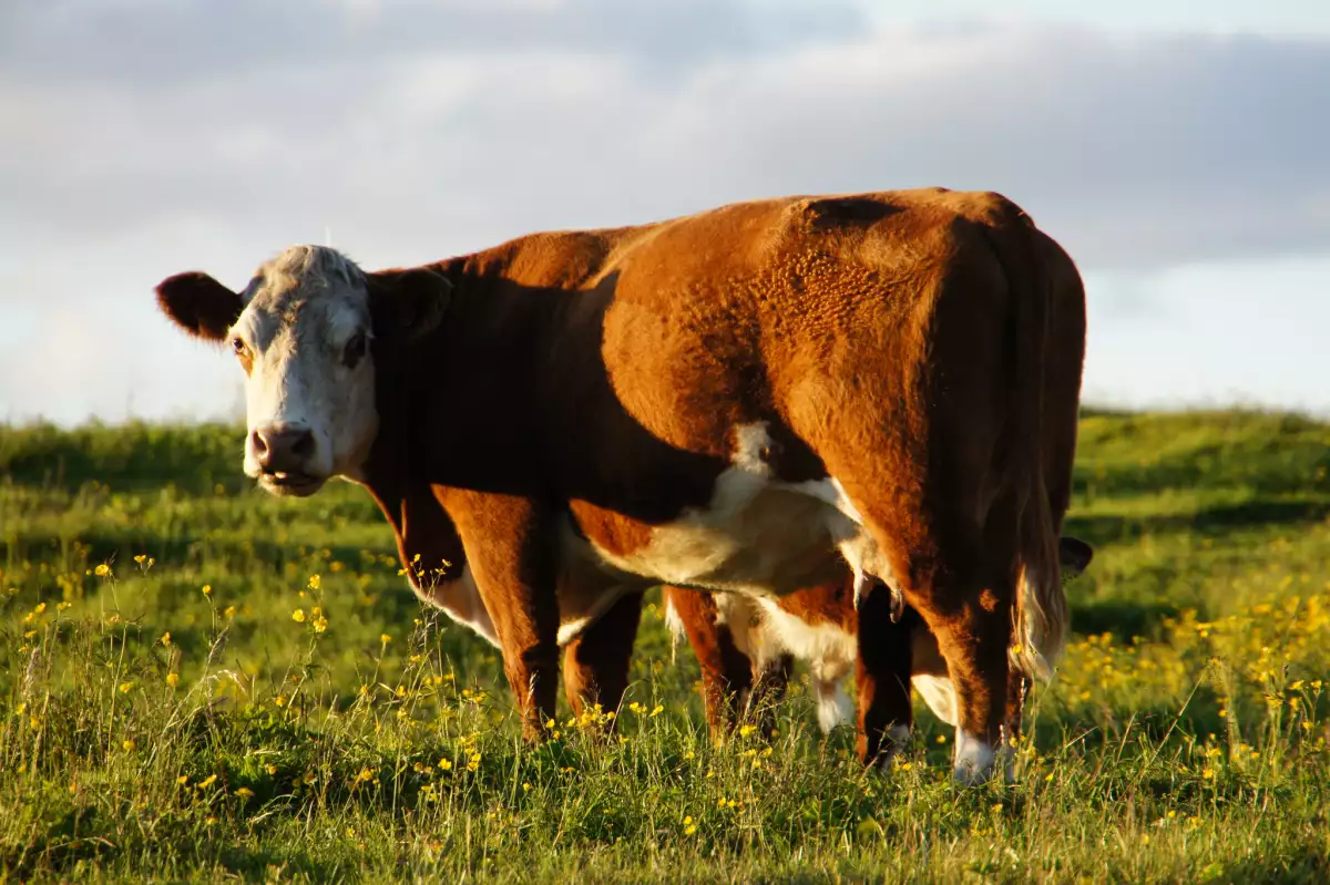 Vacas